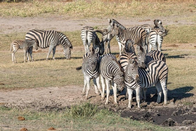 Chobe Day Trip - Inclusions and Exclusions