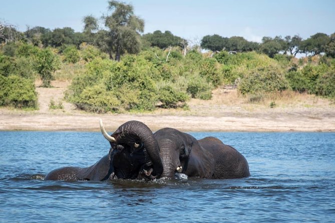 Chobe Day Trip - Traveler Booking Tips