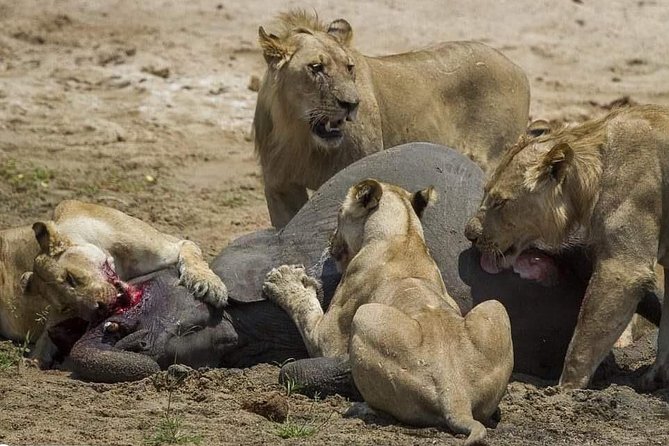 Chobe Day Trip - Good To Know
