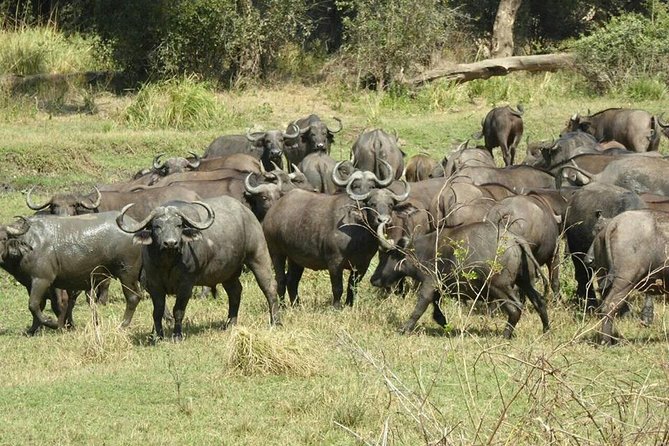 Chobe Day Trip - Services and Pickup