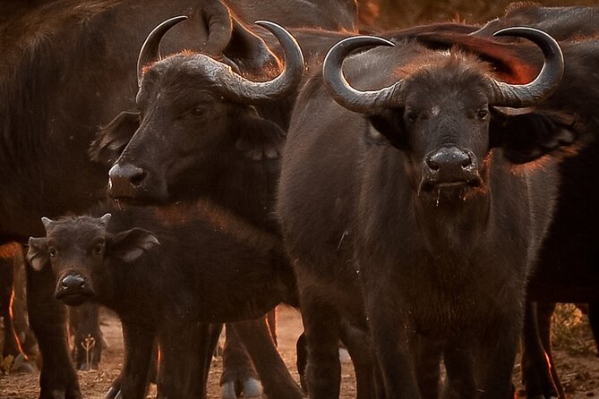 Chobe Day Trip From Livingstone - Price and Guarantee
