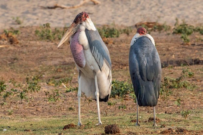 Chobe Day Trip From Livingstone - Travel Tips and Important Information