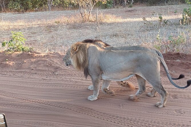 Chobe Day Trip From Victoria Falls - Customer Reviews