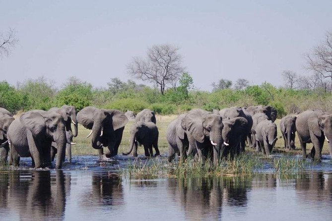 Chobe Full Day Safari Trip - Good To Know