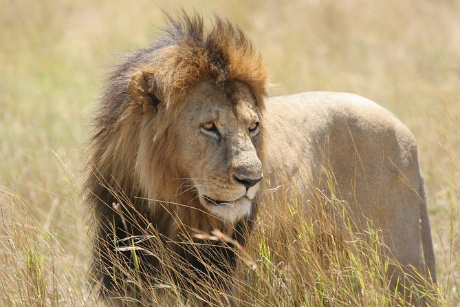 Chobe Full Day Safari Trip - Meeting and Pickup Details