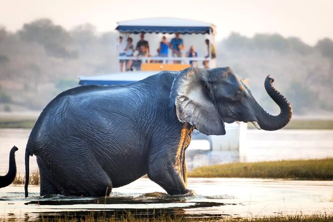 Chobe Full Day Safari Trip - Directions and Operator