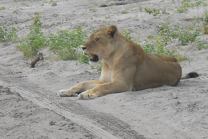 Chobe Full Day Safari Trip - Inclusions and Exclusions