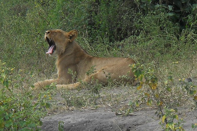 Chobe Full Day Safari Trip - Tour Highlights and Itinerary