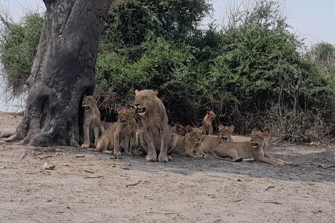 Chobe Full Day Trip - Good To Know