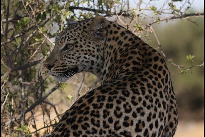 Chobe Full Day Trip - Inclusions and Pricing