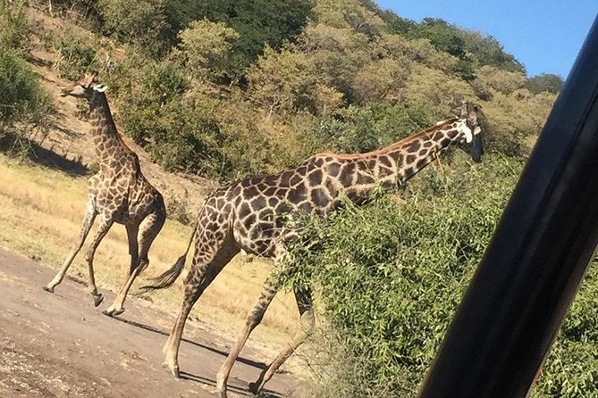 Chobe Full Day Trip - Pickup and Meeting Details