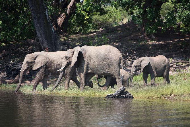 Chobe Full Day Trip - Reviews and Recommendations