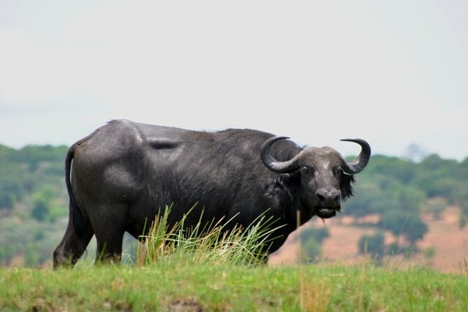 Chobe Full Day Trip From Victoria Falls - Traveler Experiences