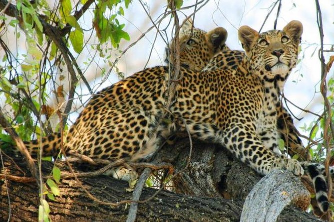 Chobe National Park and Impalila Island Day Tour From Victoria Falls - Good To Know