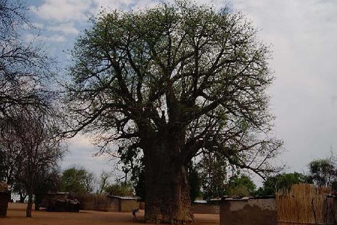 Chobe National Park and Impalila Island Day Tour From Victoria Falls - Meeting and Pickup Logistics