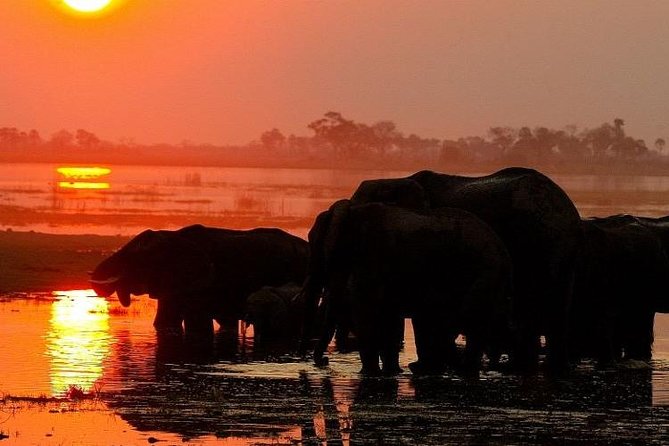 Chobe National Park and Impalila Island Day Tour From Victoria Falls - Destination Experience