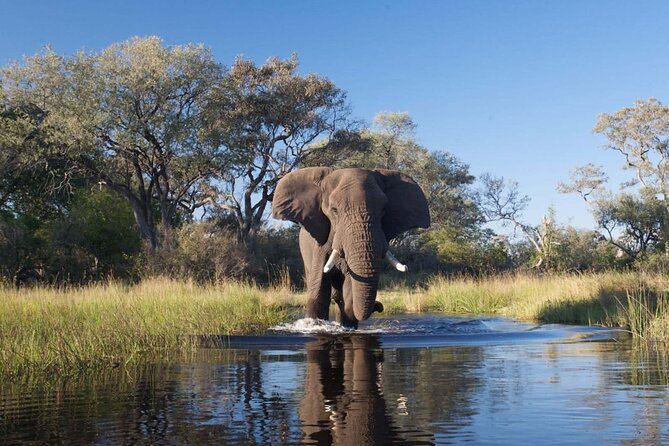 Chobe National Park Day Trip From Victoria Falls - Frequently Asked Questions