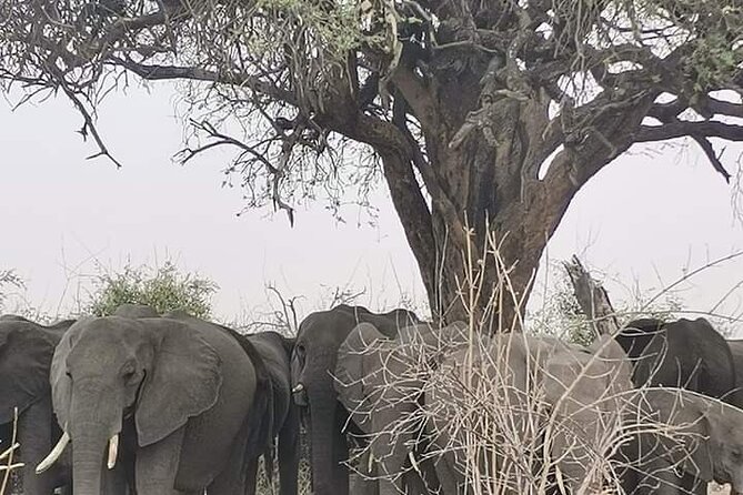 Chobe National Park From Victoria Falls - Tour Details