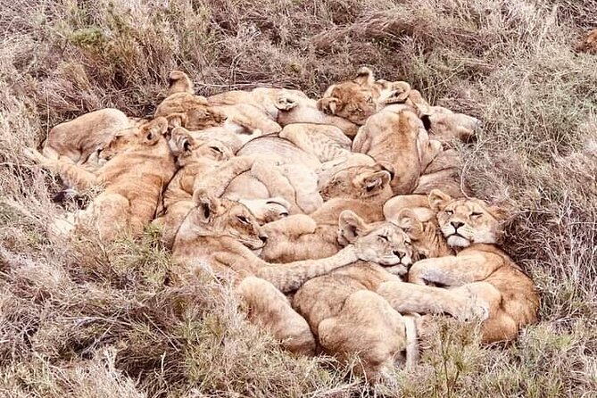 Chobe National Park From Victoria Falls - Meeting and Pickup Information