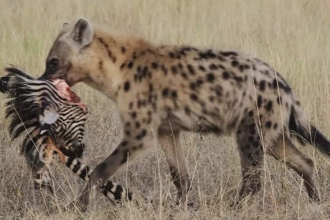 Chobe National Park From Victoria Falls - Reviews