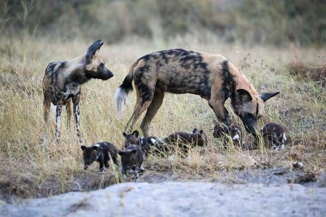Chobe National Park From Victoria Falls - Booking and Availability
