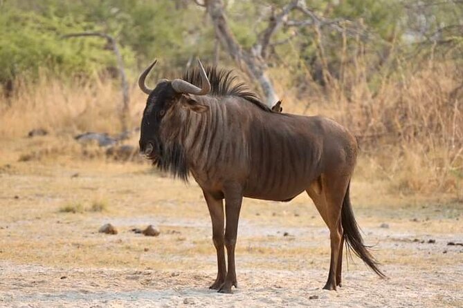 Chobe National Park From Victoria Falls - Frequently Asked Questions