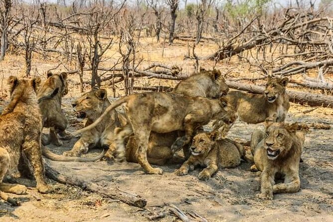 Chobe National Park From Victoria Falls - The Sum Up