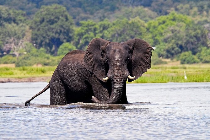 Chobe National Park Game Drive Safari Botswana - Inclusions