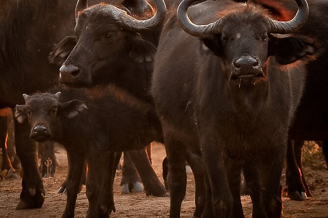 Chobe National Park Game Drive Safari Botswana - Directions