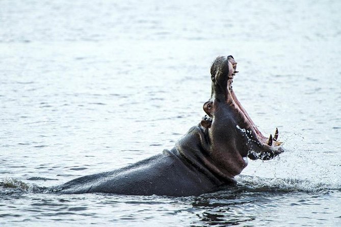 Chobe Sunset Cruise From Victoria Falls - Cancellation Policy