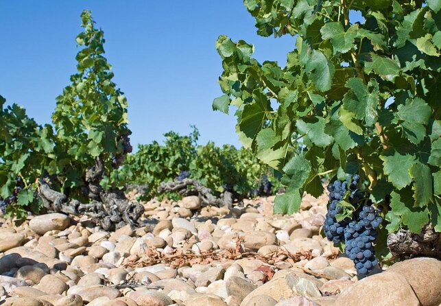 Chocolate and Wine Pairing Experience in Châteauneuf-du-Pape - Good To Know