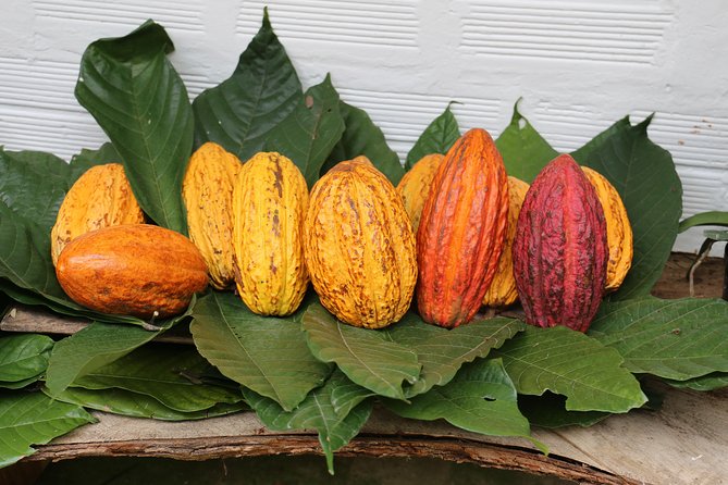 Chocolate & Coffee Farm Experience - Farm Tour Highlights