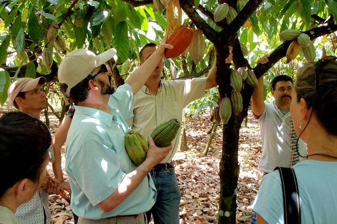Chocolate Tour in the Rainforest & Hanging Bridge. Private Tour - Customer Experience