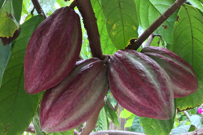 Chocolate Tour in Vallarta - Chocolate Production Process