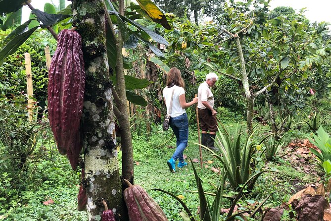Chocolate Tour - Wonders of the Cacao - Chocolate Making Process