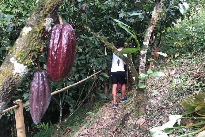 Chocolate Tour - Wonders of the Cacao - Departure and The Sum Up