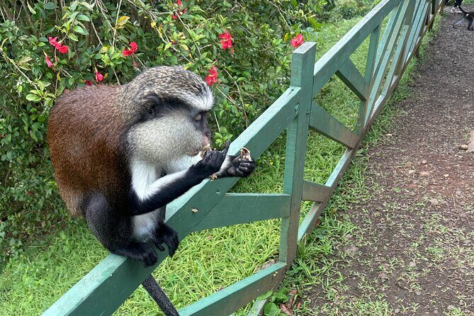 Chocolate, Waterfall, spices and Nature tours! - Good To Know