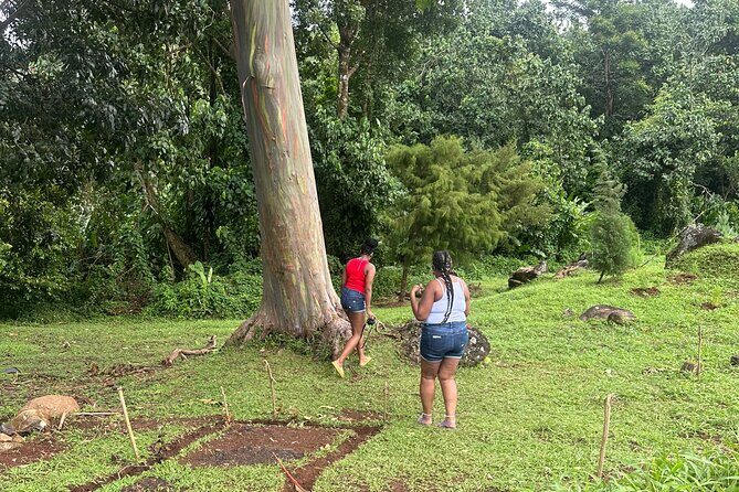 Chocolate, Waterfall, spices and Nature tours! - Weather and Cancellation