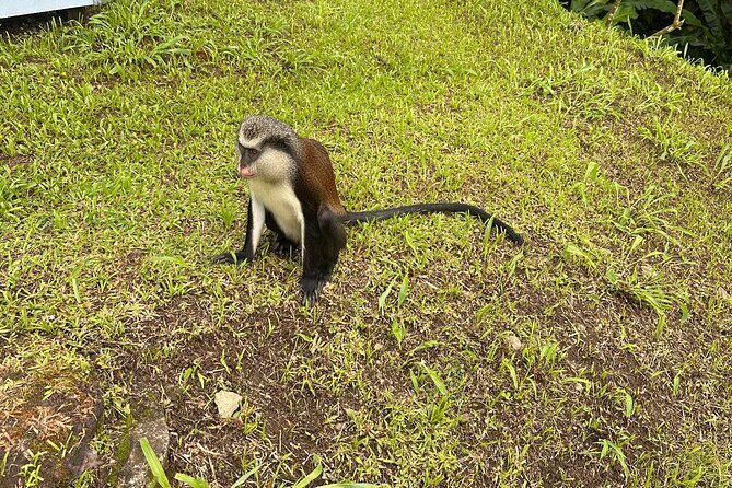 Chocolate, Waterfall, spices and Nature tours! - Who Will Love This Tour?