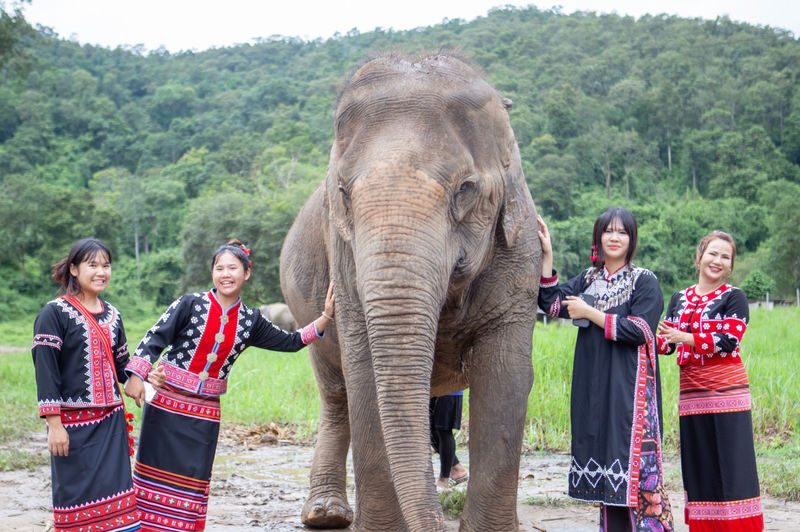 Chokchai Elephant Sanctuary Experience Chiang Mai - A hands-on visit in Mae Taeng