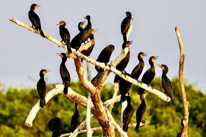 Chong Kneas Floating Village Rowing Boat Tour on Tonlé Sap Lake - Crocodile Farm & Cultural Stops