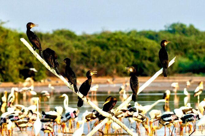 Chong Kneas Floating Village Rowing Boat Tour on Tonlé Sap Lake - Floating Forest & Optional Rowing