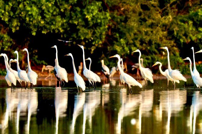 Chong Kneas Floating Village Rowing Boat Tour on Tonlé Sap Lake - Return & Comfort