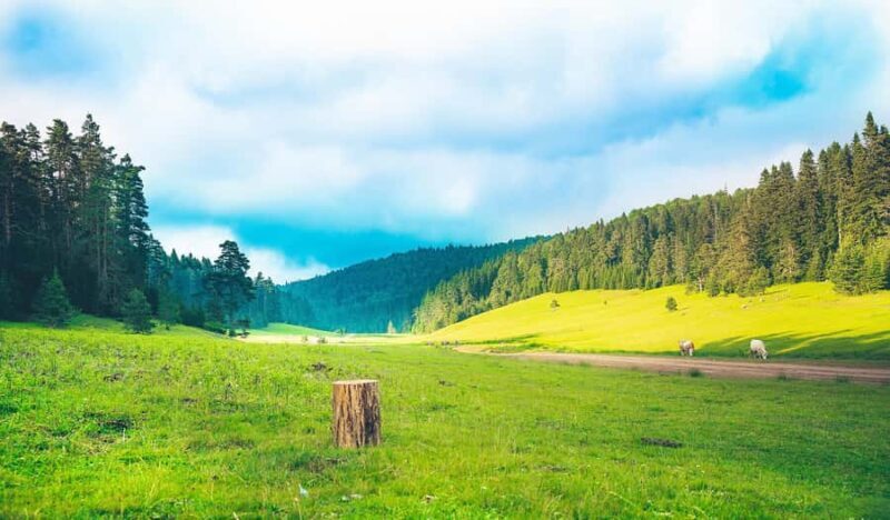 Chongqing: Fairy Mountain Forest Park Ticket - Authentic Experiences and Visitor Insights