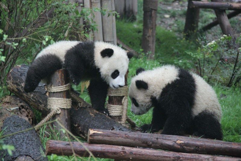 Chongqing Wulong & Chengdu Panda Base 7-Day Exploration - Chengdu, pandas and ancient Shu culture