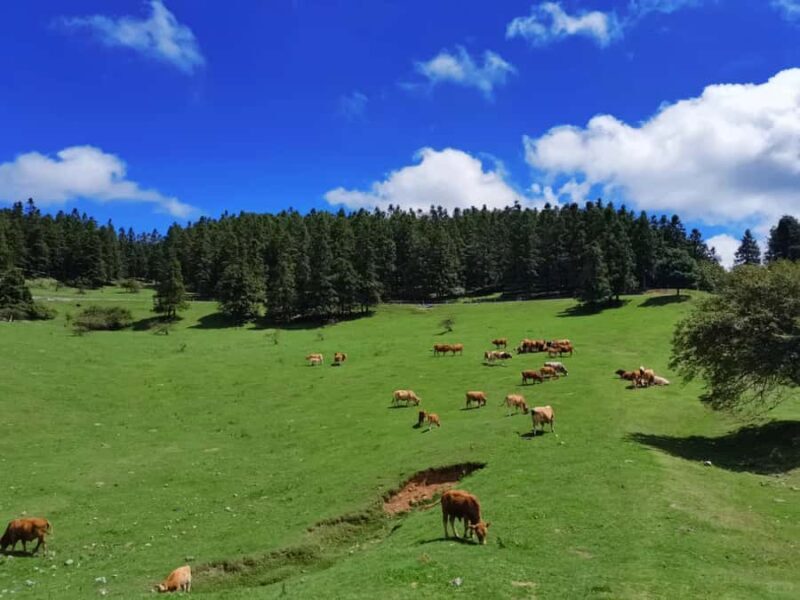 Chongqing Wulong Scenic Area Entry Ticket Options - Good To Know