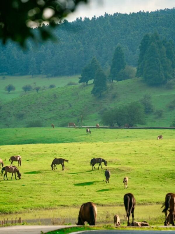 Chongqing Wulong Three Natural Bridges + Jiulicheng + Gongtan Ancient Town 2-Day Tour - Who should book this route
