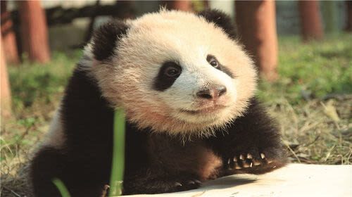 Chongqing Zoo - At a glance