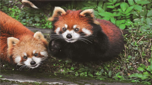 Chongqing Zoo - What the visit feels like with children