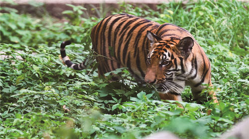 Chongqing Zoo - Timing, weather, and the crowds